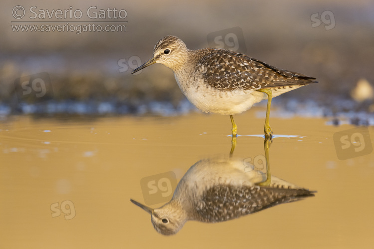 Wood Sandpiper, side view of an adult standing in the water