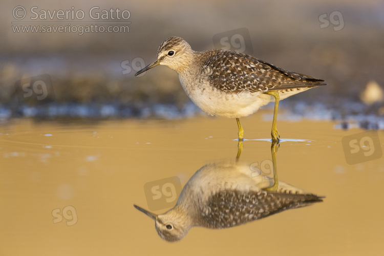 Wood Sandpiper