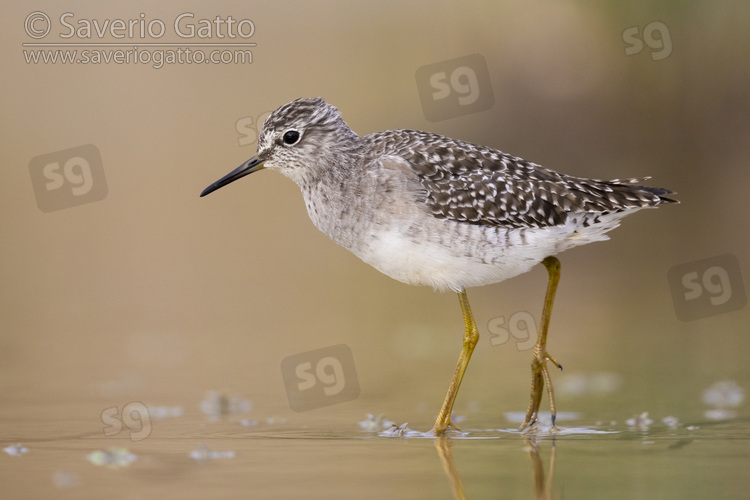 Wood Sandpiper, side view of an adult standing in the water