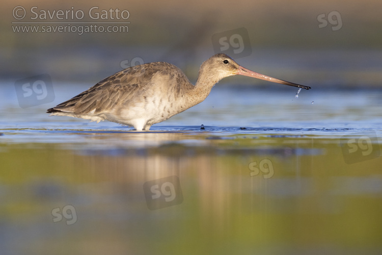 Black-tailed Godwit, side view of an adult in winter plumage feeding in the water