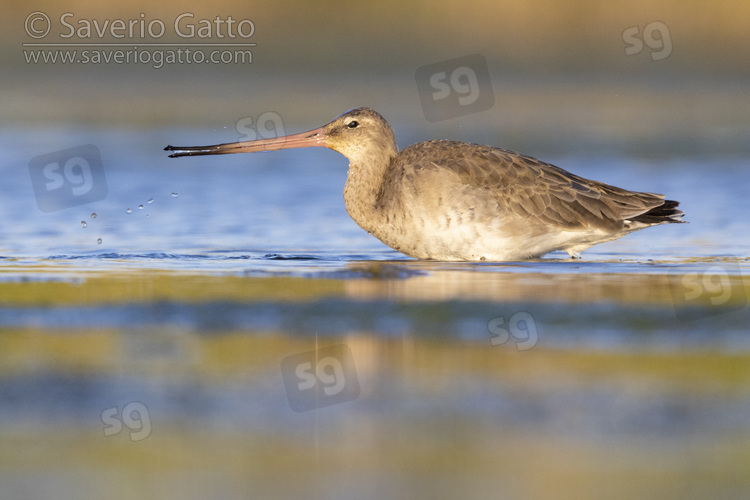 Black-tailed Godwit, side view of an adult in winter plumage feeding in the water