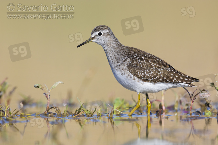 Wood Sandpiper, side view of an adult standing in the water