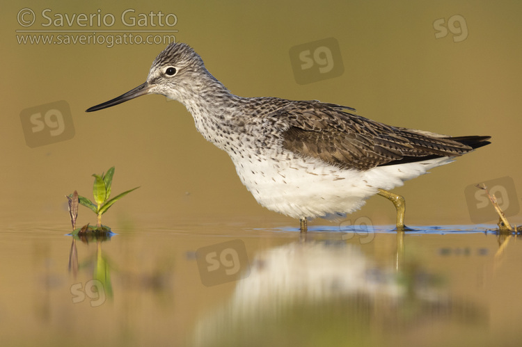 Greenshank, side view of an adult standing in the water
