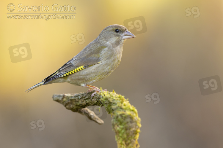 European Greenfinch, side view of an adult female perched on a branch