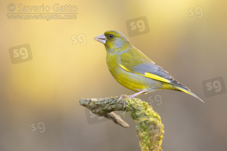 European Greenfinch, side view of an adult male perched on a branch