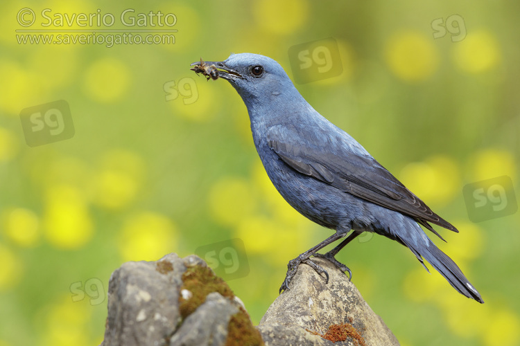 Blue Rock Thrush, side view of an adult male with a caught bee