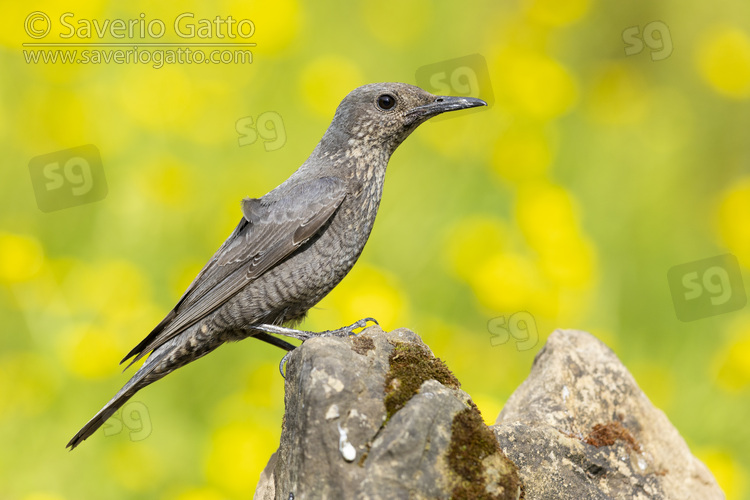 Blue Rock Thrush, side view of an adult female standing on a rock