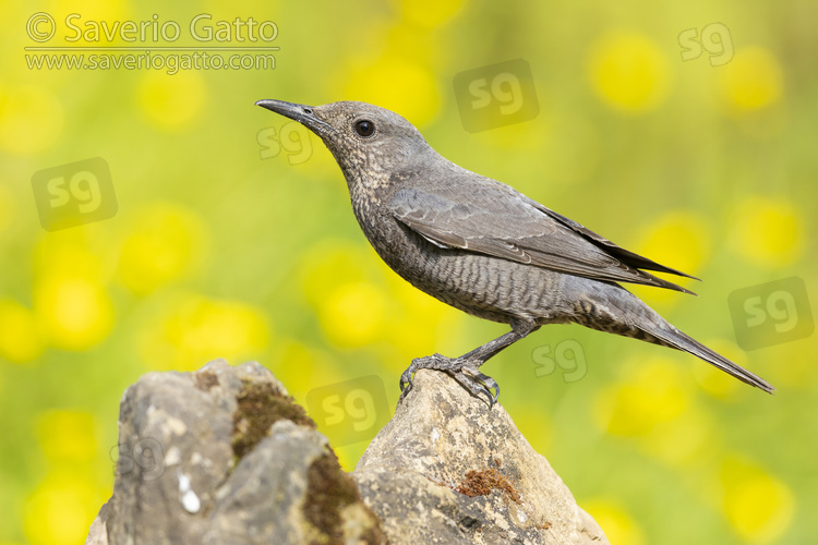 Blue Rock Thrush, side view of an adult female standing on a rock