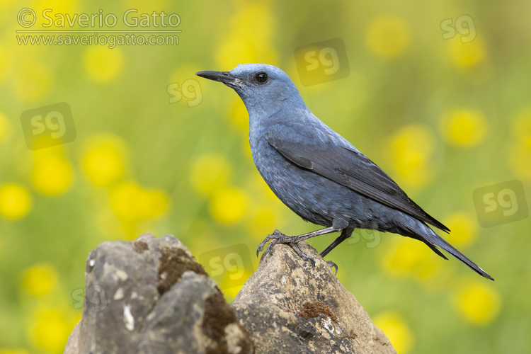 Blue Rock Thrush, side view of an adult male standing on a rock