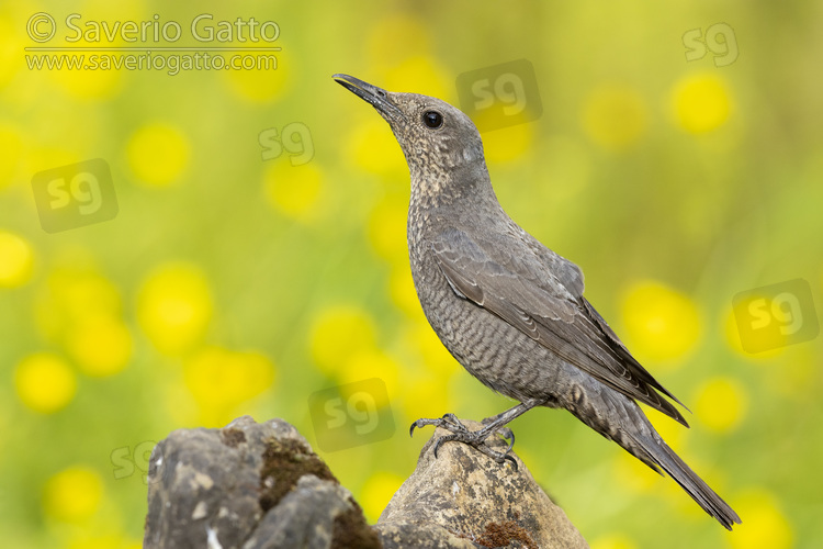 Blue Rock Thrush, side view of an adult female standing on a rock