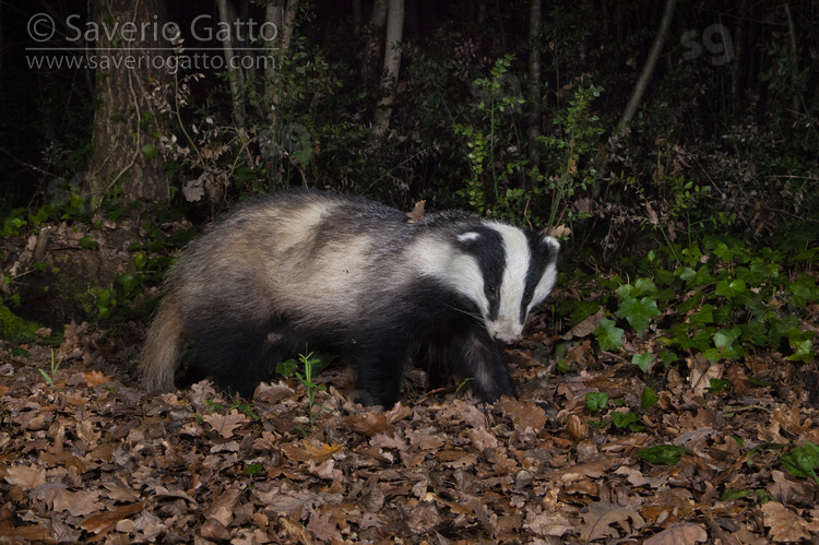 European Badger, side view of an adult walking in a wood