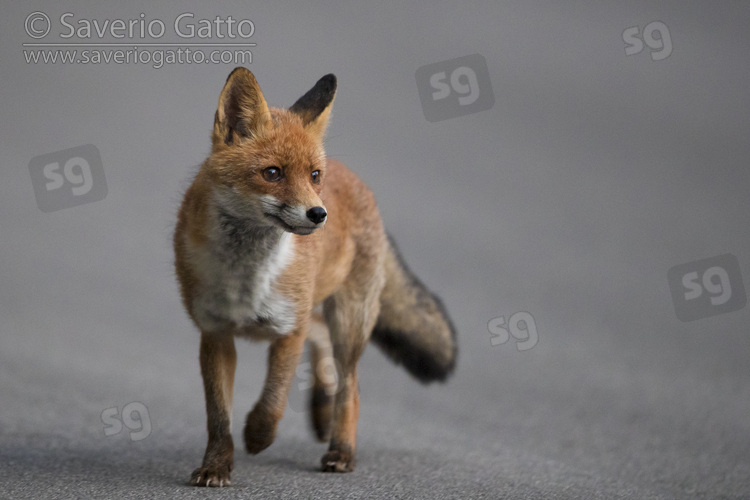 Red Fox, front view of an adult walking