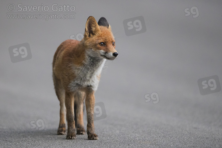 Red Fox, front view of an adult standing on a road