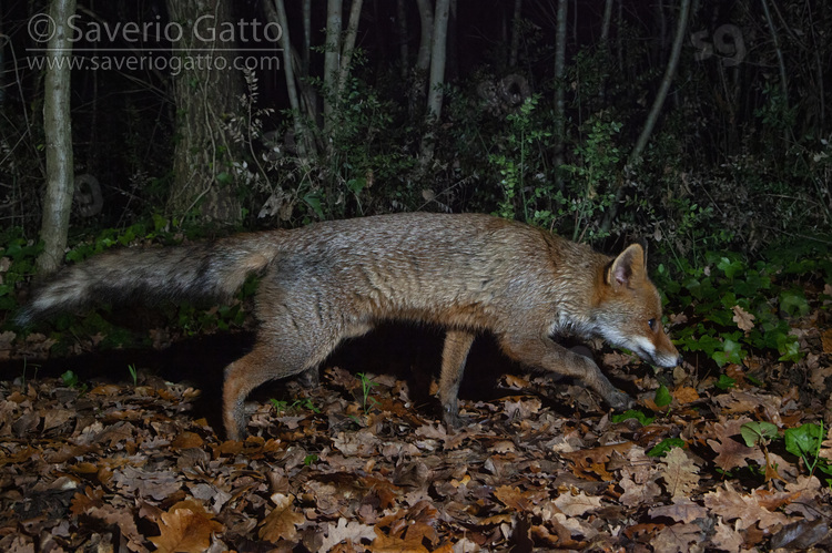 Red Fox, side view of an adult waking in a wood