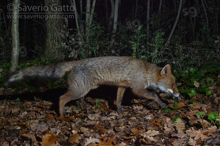 Volpe, adulto che cammina in un bosco di notte