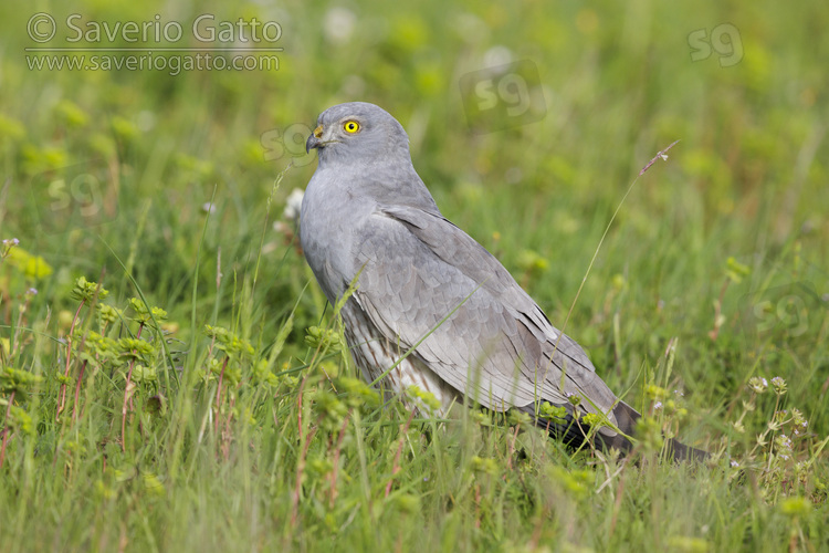 Montagu's Harrier, adult male perched on the ground