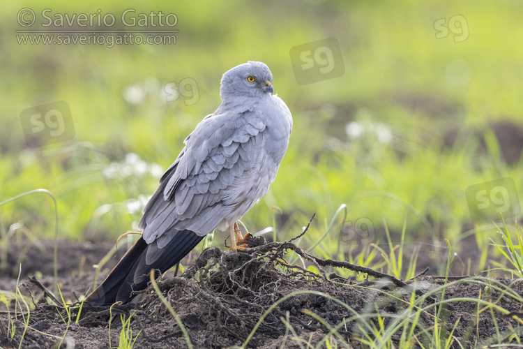 Montagu's Harrier