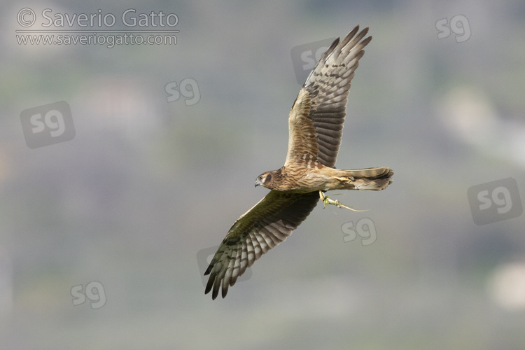 Albanella minore, femmina adulta in volo con una lucertola fra le zampe