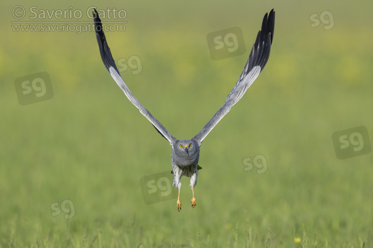 Montagu's Harrier, front view of an adult male in flight