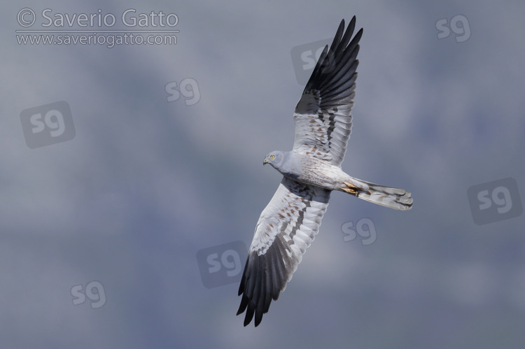 Montagu's Harrier, adult male in flight seen from below