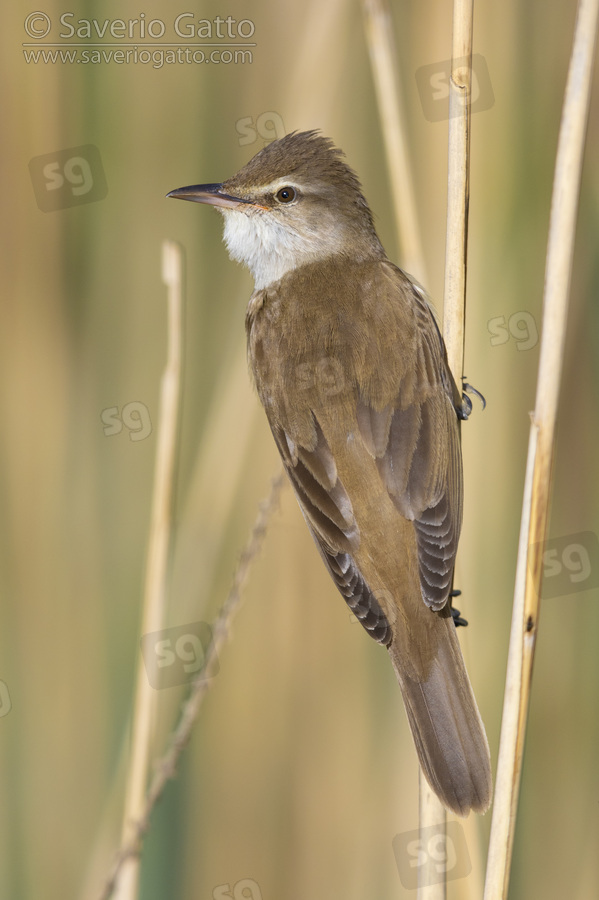 Great Reed Warbler, adult perched on a reed