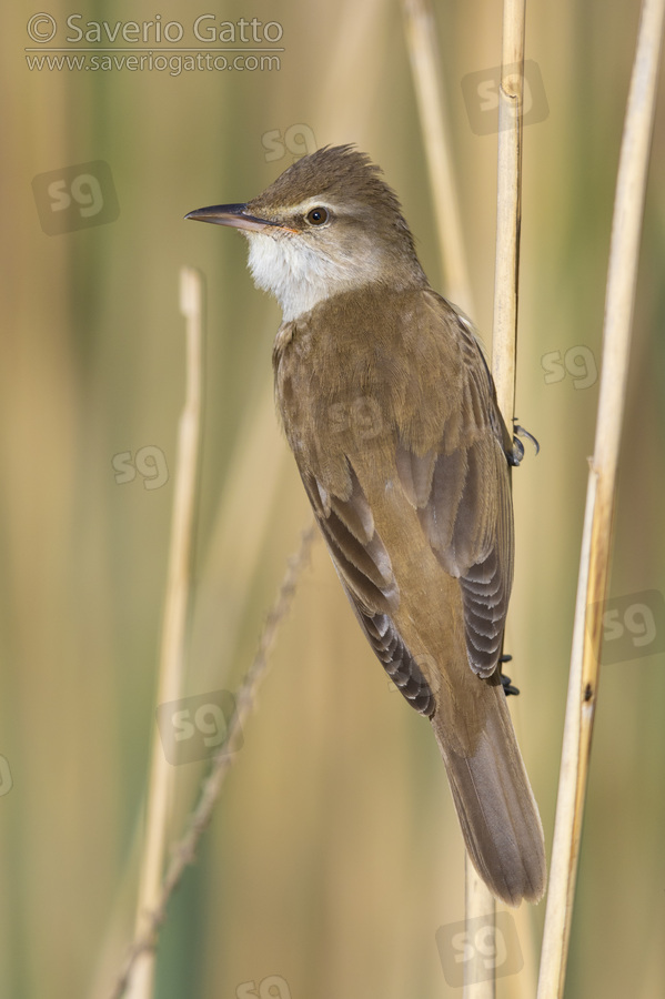 Great Reed Warbler