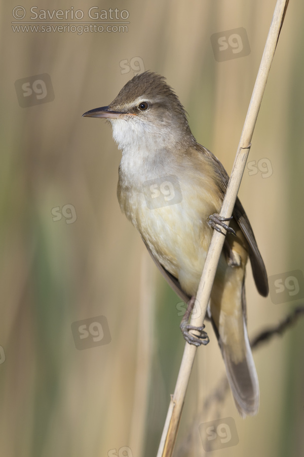 Great Reed Warbler, adult perched on a reed