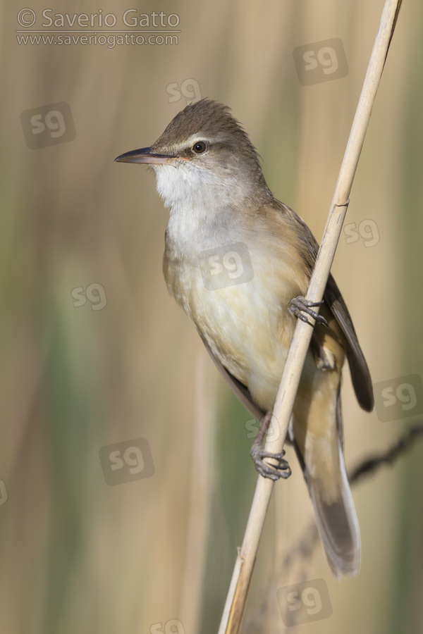 Great Reed Warbler