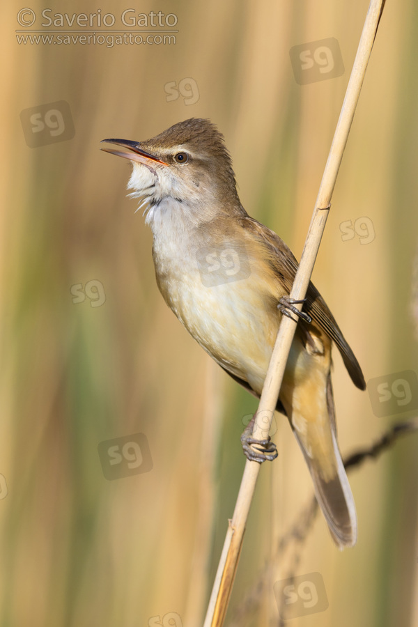 Great Reed Warbler, adult perched on a reed