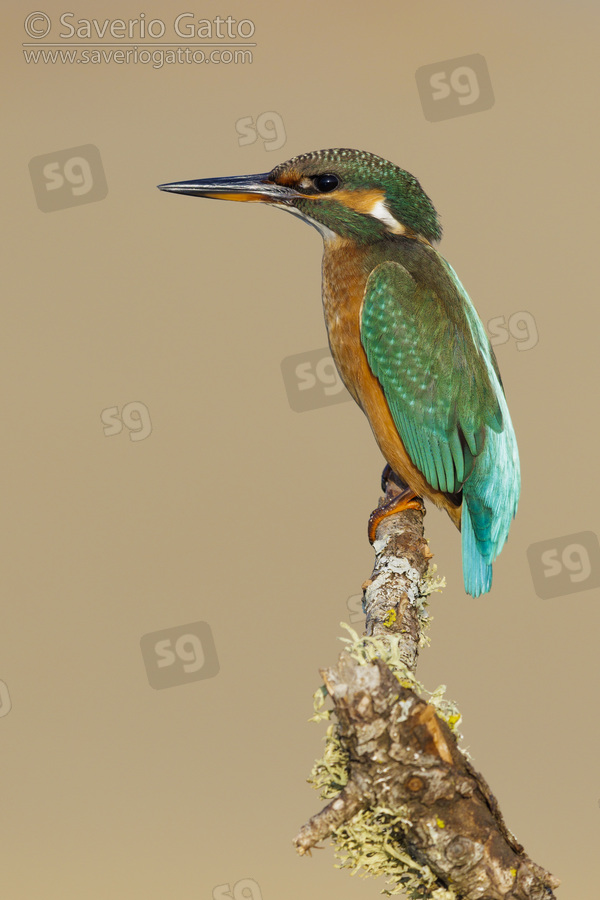 Common Kingfisher, side view of a female perched on a branch