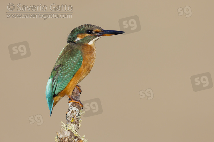 Common Kingfisher, side view of a female perched on a branch