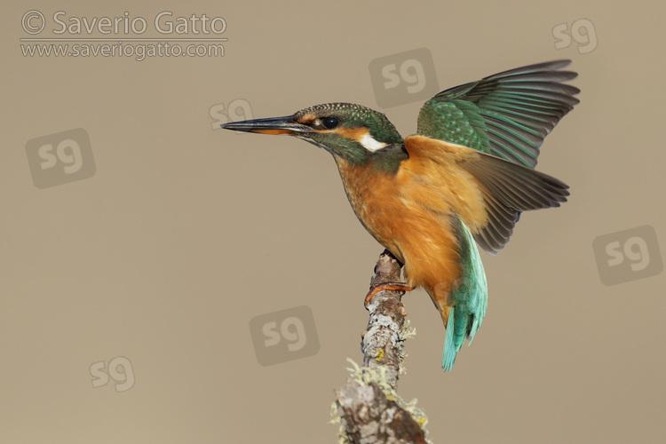 Common Kingfisher, side view of a female with its wings opened