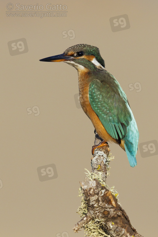 Common Kingfisher, side view of a female perched on a branch