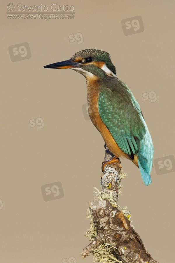 Common Kingfisher