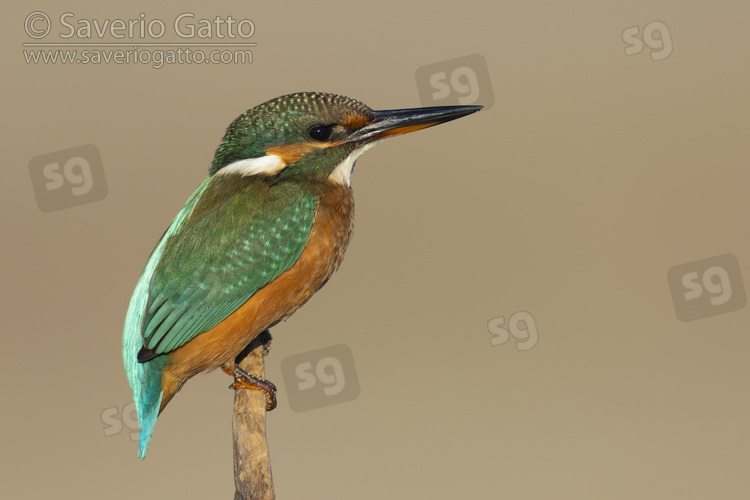 Common Kingfisher, side view of a female perched on a branch