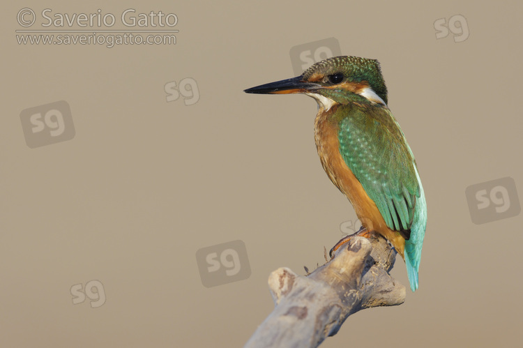 Common Kingfisher, side view of a female perched on a branch