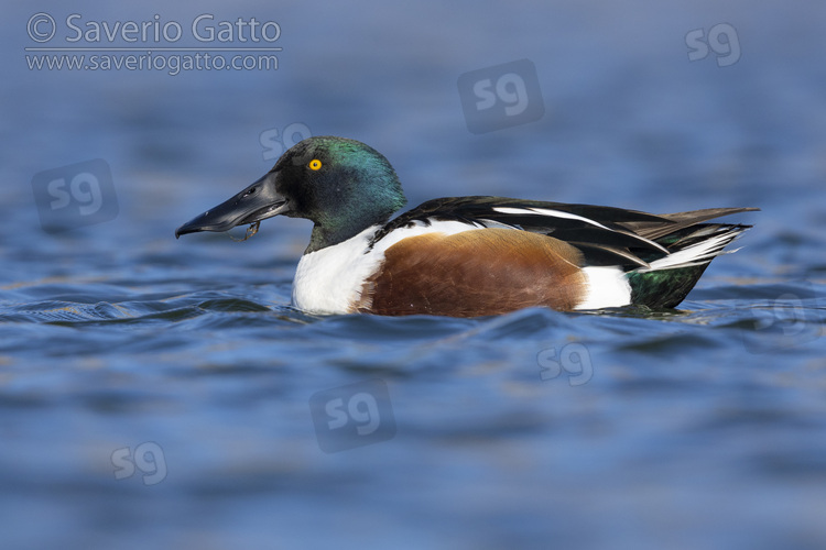 Northern Shoveler, side view of an adult male in the water