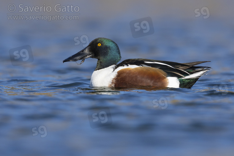 Northern Shoveler, side view of an adult male in the water