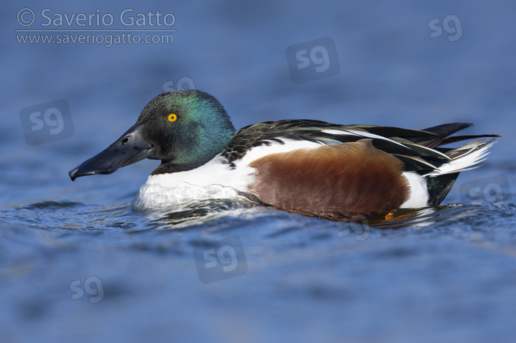 Northern Shoveler, side view of an adult male in the water