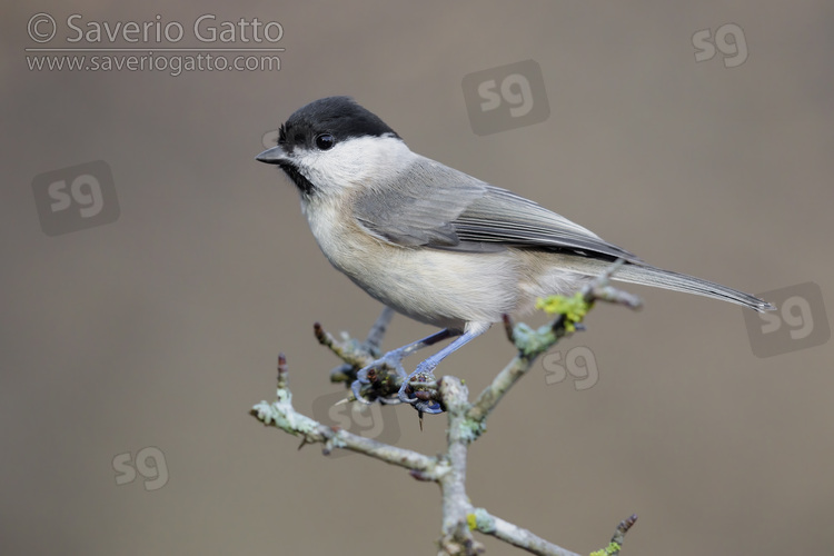 Marsh Tit, side view of an adult perched on a branch