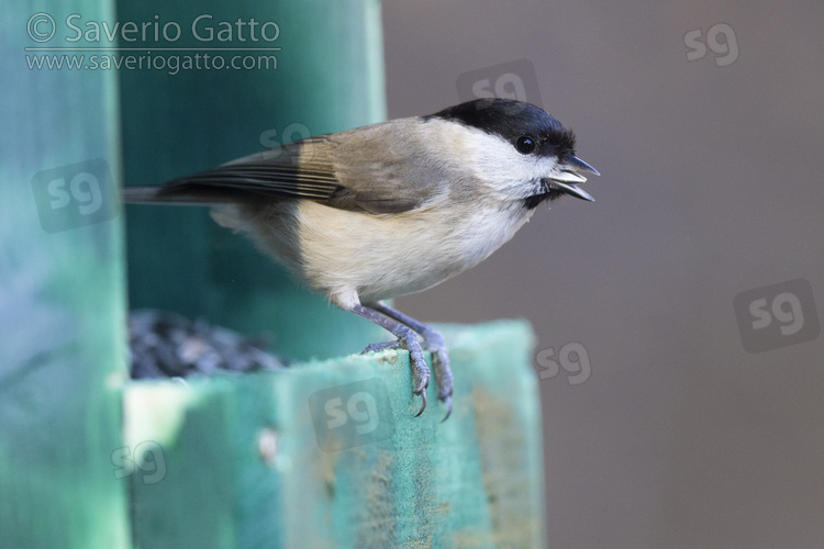 Marsh Tit, adult taking a sunflower seed from a bird feeder