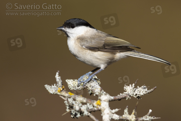 Marsh Tit, side view of an adult perched on a branch