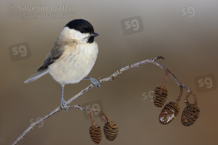 Marsh Tit, front view of an adult perched on a branch