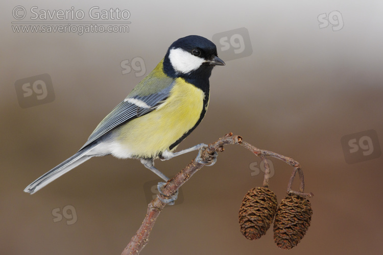 Great Tit, side view of an adult female perched on a branch