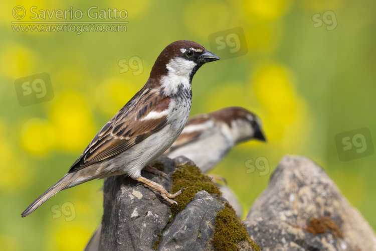 Italian Sparrow, side view of an adult male standing on a rock