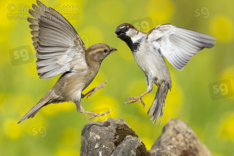 Italian Sparrow, adult male and female fighting in flight