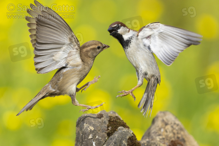 Italian Sparrow