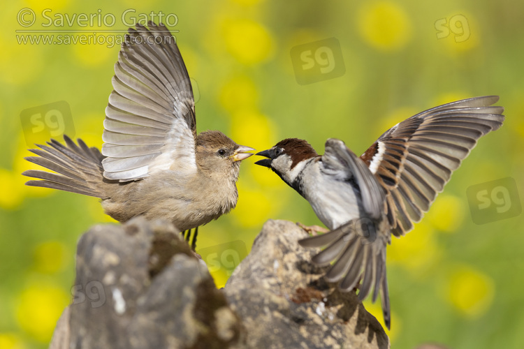 Italian Sparrow