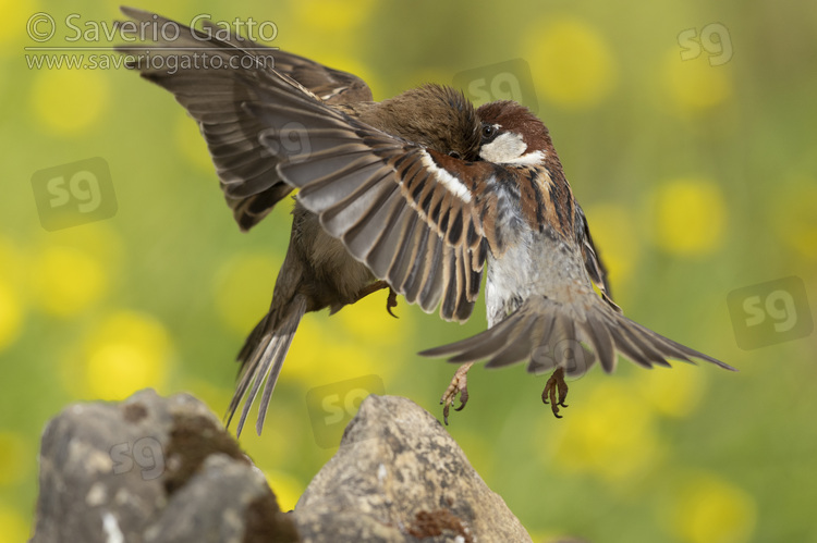 Italian Sparrow