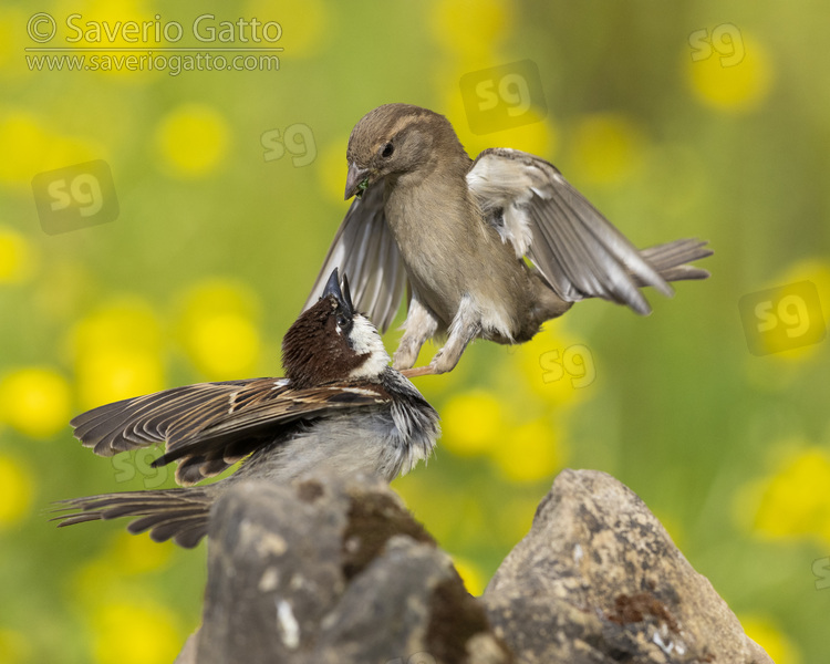 Italian Sparrow